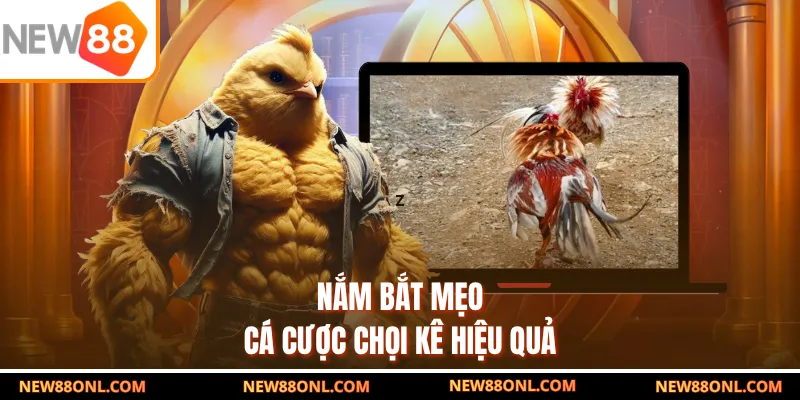 Nắm bắt mẹo cá cược chọi kê hiệu quả